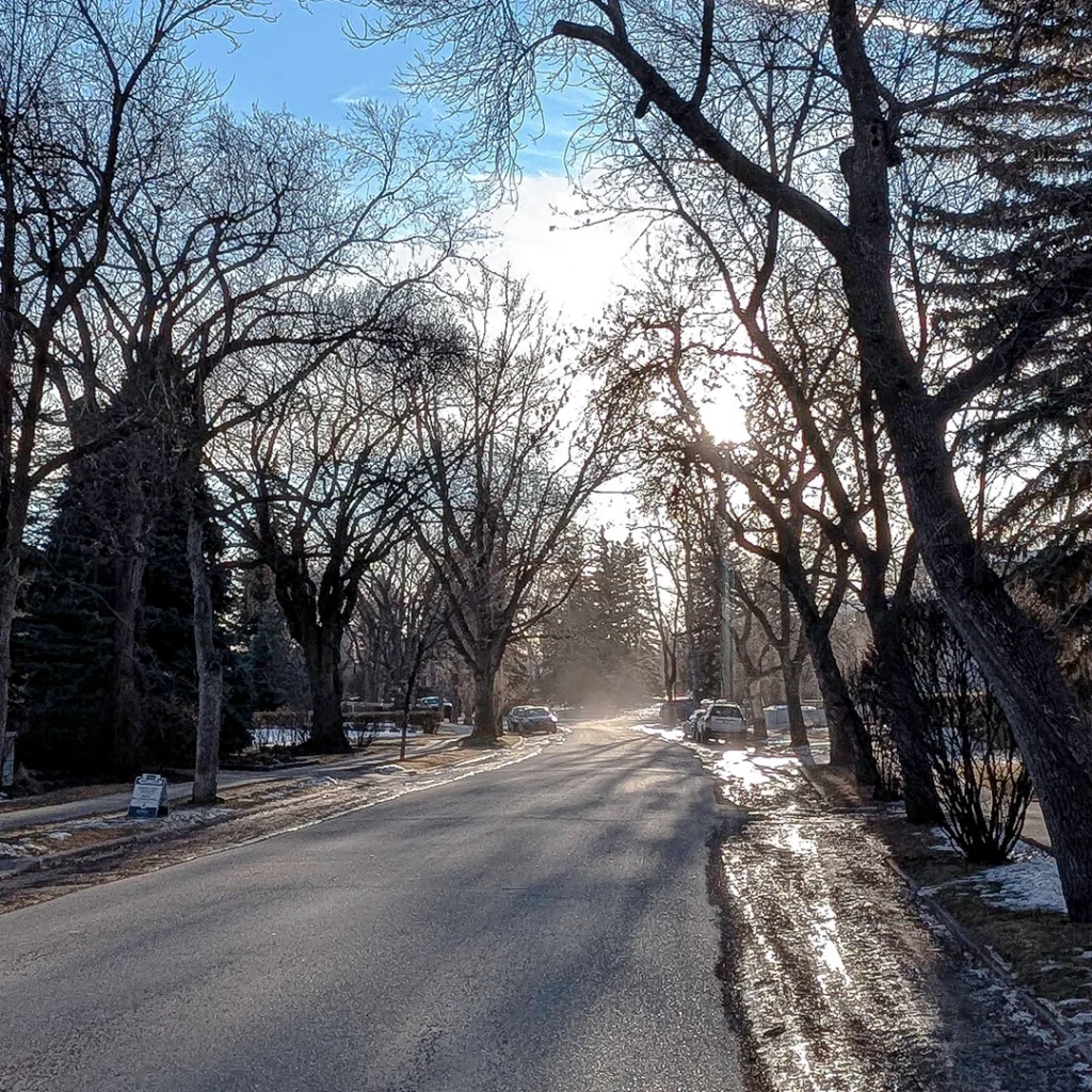 Tree-lined residential street in Upper Mount Royal Calgary