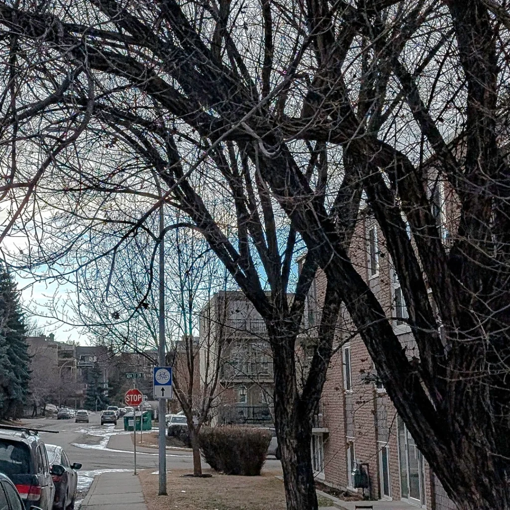 Tree-lined residential street in Lower Mount Royal Calgary