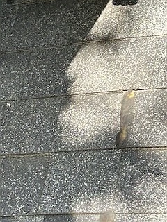 Older shingles with worn granules, Elbow Park, Calgary, AB